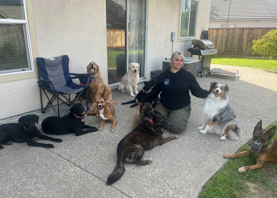 Olivia of Countryside Canine with nine client dogs holding a group down-stay